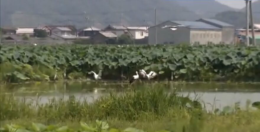 コウノトリなどを吉野川流域の生態系のシンボルに