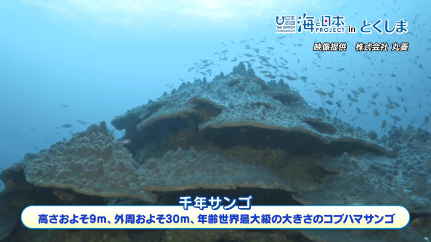 千年サンゴの保全活動の様子OA
